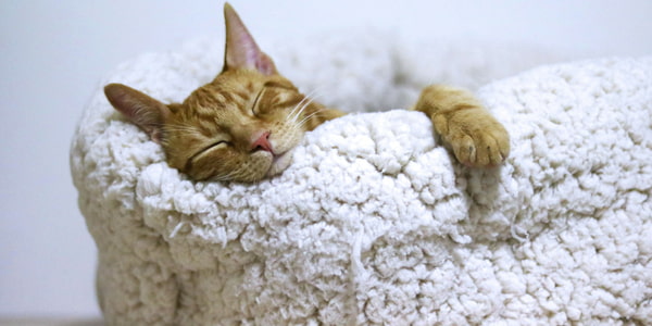 休息する猫