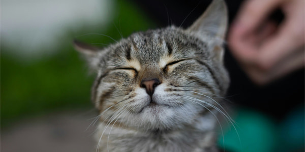 猫の笑顔